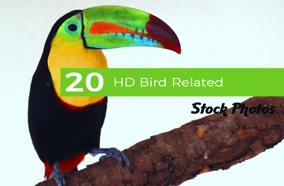 20 HD Bird Related Stock Photos