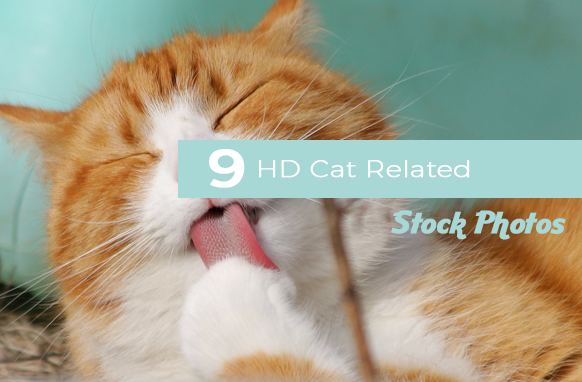9 HD Cat Related Stock Photos
