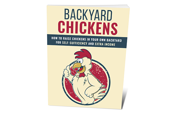 Backyard Chickens